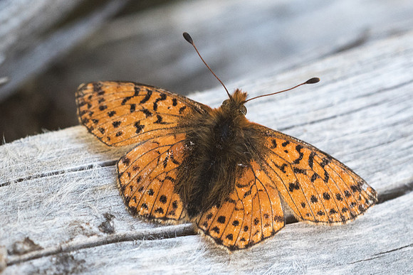 Boloria pales-9575 - Cervières - 30/06/21