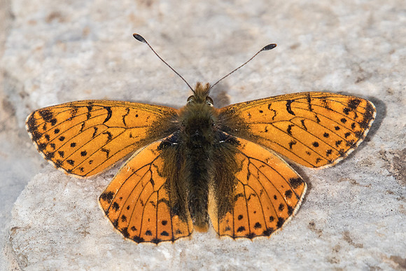 Boloria pales-4293 - Col de la Cayolle- 6/07/21
