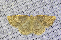 Stegania trimaculata-4679 -Caudiès-de-Fenouillèdes - 24'/05/26