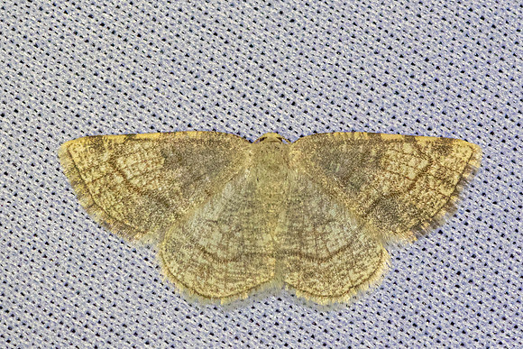 Stegania trimaculata-4679 -Caudiès-de-Fenouillèdes - 24'/05/26