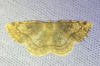 Stegania trimaculata-4670-Caudiès-de-Fenouillèdes - 24'/05/26