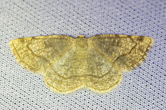 Stegania trimaculata-4670-Caudiès-de-Fenouillèdes - 24'/05/26