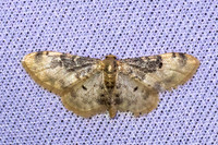 Idaea filicata-4693-Caudiès-de-Fenouillèdes - 24/05/26