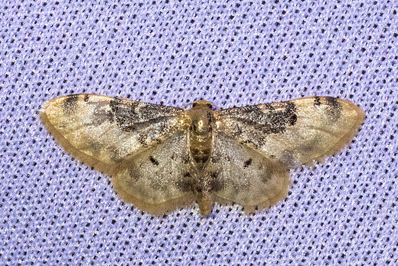Idaea filicata-4693-Caudiès-de-Fenouillèdes - 24/05/26