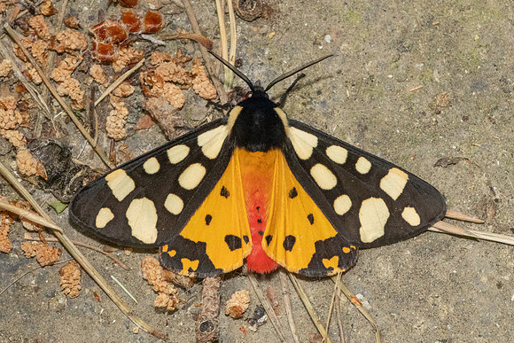Arctia villica-4662-Caudiès-de-Fenouillèdes - 24/05/26