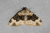 Epirrhoe galiata