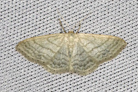 Idaea subsericeata-4653 -