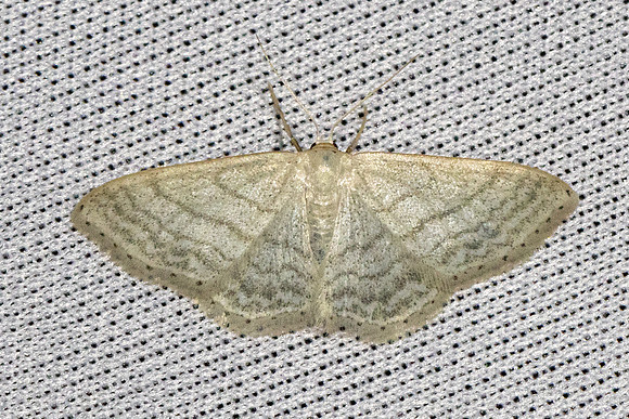 Idaea subsericeata-4653 -