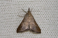Crambidae