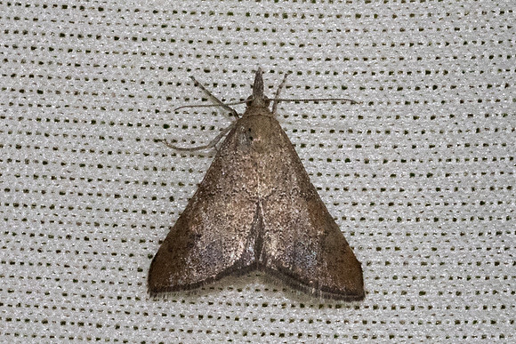 Crambidae-4699Caudiès-de-Fenouillèdes - 25/05/26