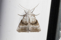 Meganola albula-4683- Caudiès-de-Fenouillèdes - 24/05/26