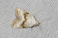 Meganola albula-4688 - Caudiès-de-Fenouillèdes - 24/05/26