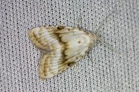 Meganola albula