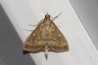 Ostrinia nubilalis