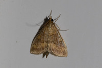 Ostrinia nubilalis-4690- Caudiès-de-Fenouillèdes - 24/05/26