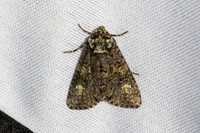 Craniophora ligustri