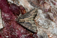 Dypterygia scabriuscula-2960 - Caudiès-de-Fenouillèdes - 22/05/26