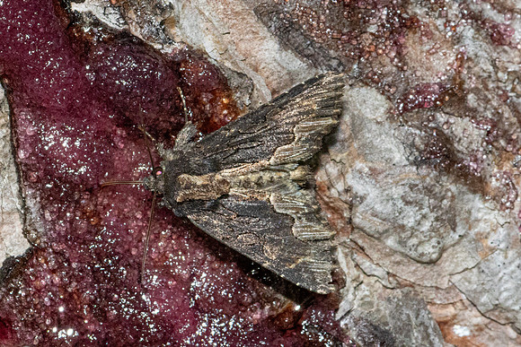 Dypterygia scabriuscula-2960 - Caudiès-de-Fenouillèdes - 22/05/26