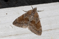 Pennithera firmata