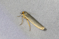 Eilema complana