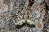 Oligia latruncula
