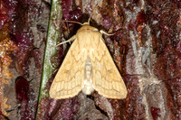 Mythimna vitellina-3593- Caudiès-de-Fenouillèdes - 22/05/26