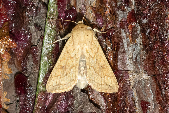 Mythimna vitellina-3593- Caudiès-de-Fenouillèdes - 22/05/26