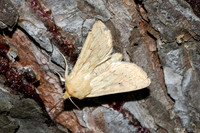 Mythimna vitellina-2951- Caudiès-de-Fenouillèdes - 22/05/26