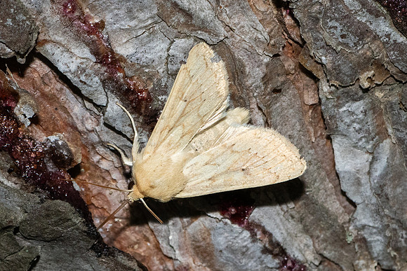 Mythimna vitellina-2951- Caudiès-de-Fenouillèdes - 22/05/26