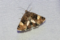 Tyta luctuosa-2950- Caudiès-de-Fenouillèdes - 22/05/26