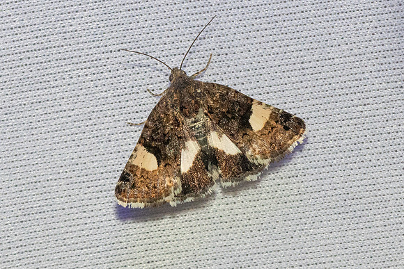 Tyta luctuosa-2950- Caudiès-de-Fenouillèdes - 22/05/26