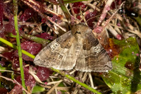 Tethea ocularis