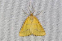 Aspitates ochrearia-4649- Caudiès-de-Fenouillèdes - 24/05/26