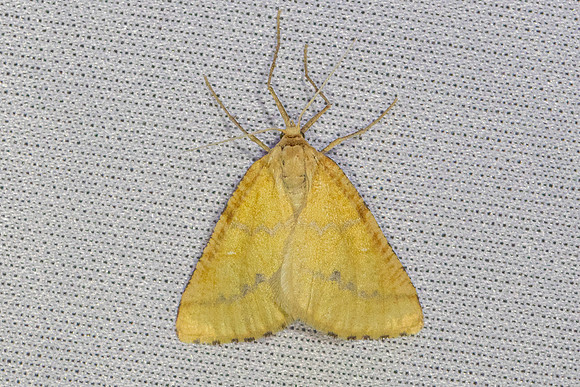 Aspitates ochrearia-4649- Caudiès-de-Fenouillèdes - 24/05/26