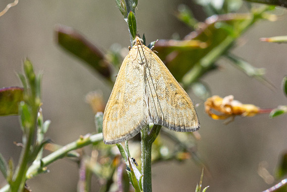Sitochroa verticalis-3365- Caudiès-de-Fenouillèdes - 23/05/26