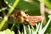 Arctia testudinaria
