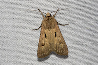 Agrotis exclamationis-3598- Caudiès-de-Fenouillèdes - 23/05/26