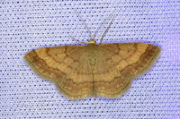 Scopula rubiginata-3624- Caudiès-de-Fenouillèdes - 23/05/26