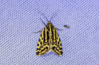 Emmelia trabealis