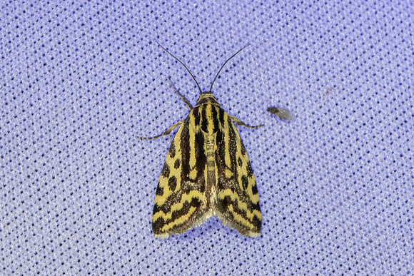 Emmelia trabealis-4652- Caudiès-de-Fenouillèdes - 24/05/26