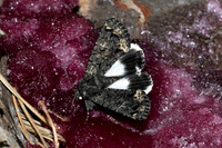 Catephia alchymista