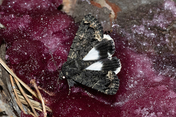 Catephia alchymista-4638- Caudiès-de-Fenouillèdes - 24/05/26