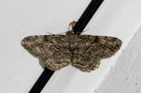 Peribatodes rhomboidaria-4682- Caudiès-de-Fenouillèdes - 24/05/26