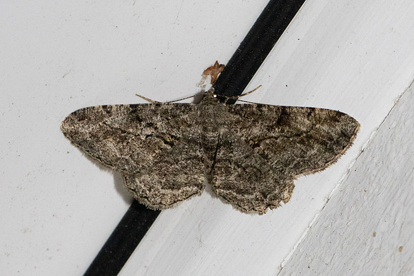 Peribatodes rhomboidaria-4682- Caudiès-de-Fenouillèdes - 24/05/26