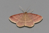 Scopula rubiginata