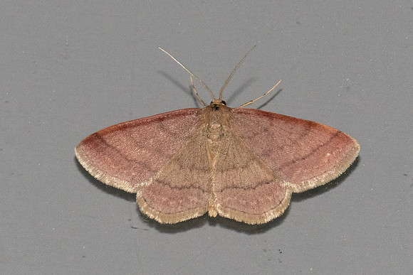 Scopula rubiginata 1812 - Caudies de Fenouillèdes - 21/05/26