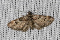 Gymnoscelis rufifasciata