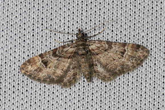 Gymnoscelis rufifasciata-1836 - Caudies de Fenouilledes - 21/05/26