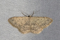 Scopula marginepunctata-1839 - Caudies de Fenouilledes