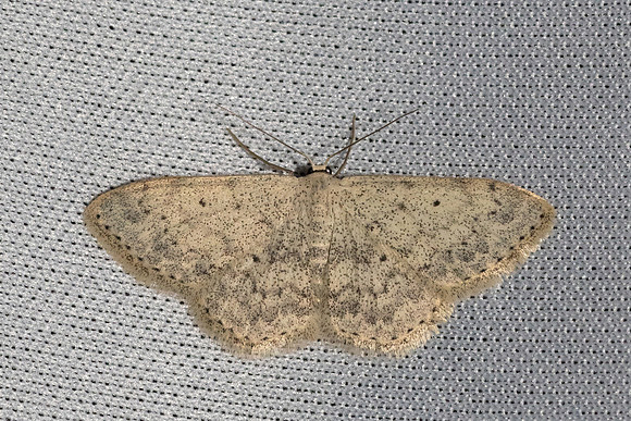 Scopula marginepunctata-1839 - Caudies de Fenouilledes